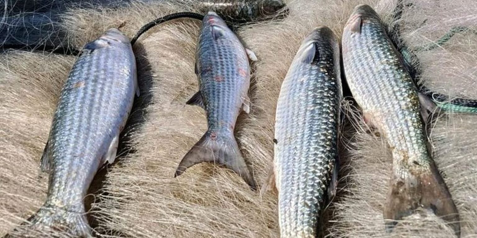 Suspensão da Pesca de tainha por arrasto de praia visa sustentabilidade