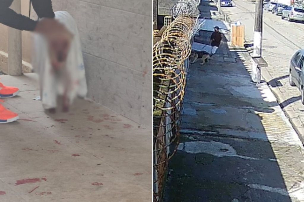 Cadela atacada por American Bully via portão em Guarujá é internada